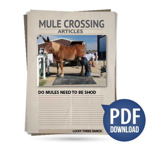 Do Mules Need to Be Shod?