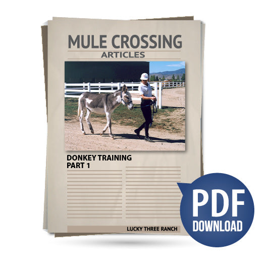 Donkey Training Part 01 - Leading