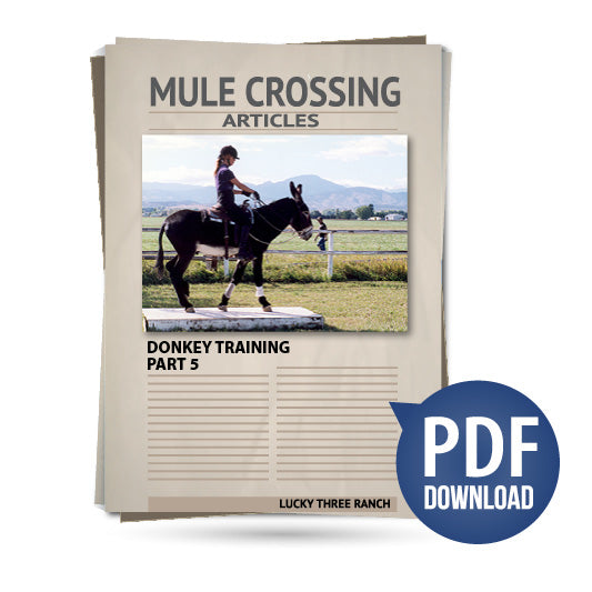 Donkey Training Part 05 - Saddle Obstacles