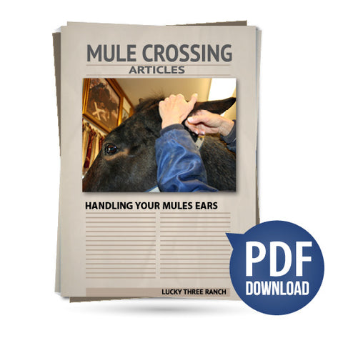 Handling Your Mule's Ears