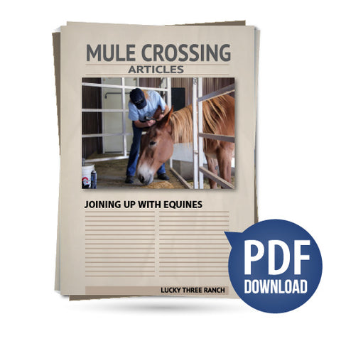 Joining Up With Equines