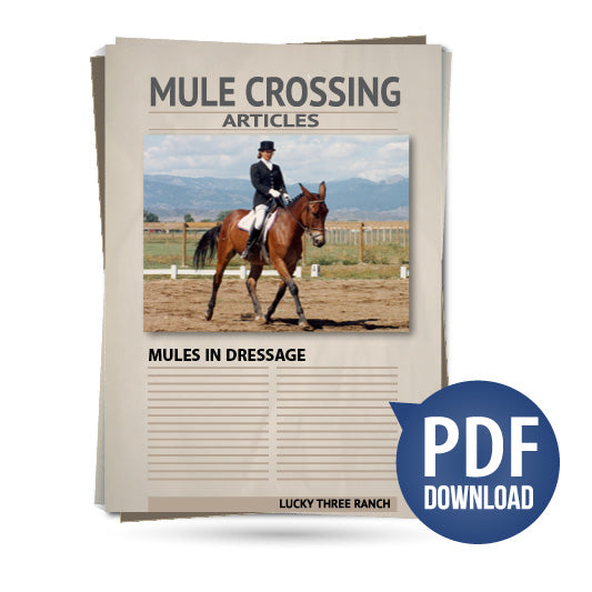 Mules in Dressage