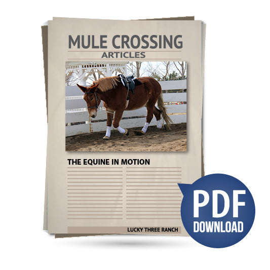 The Equine in Motion