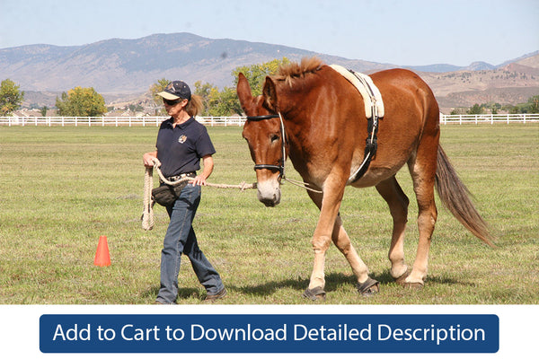 Training Tip - #004 Communication and Equines