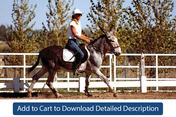 Training Tip - #076 Canter Under Saddle in the Open Arena